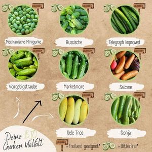 Assortiment <span class=keywords><strong>de</strong></span> légumes biologiques à haute germination-Paquet <span class=keywords><strong>de</strong></span> plantes <span class=keywords><strong>de</strong></span> courgettes <span class=keywords><strong>de</strong></span> style campagnard pour sol ou bureau - Product Image 4