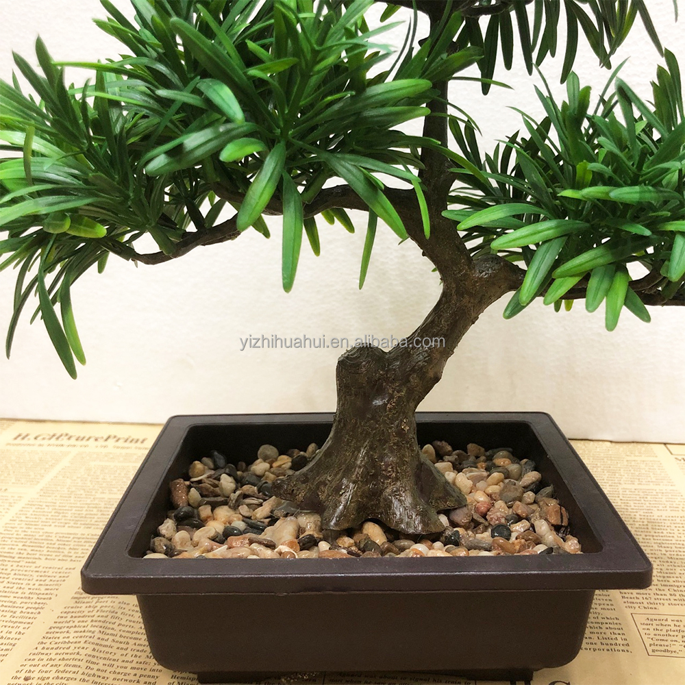 bambus mahlow Bambus schwarz - Phyllostachys nigra