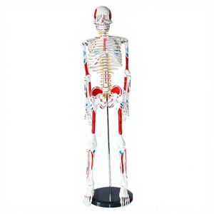 Modelo Anatómico <span class=keywords><strong>Humano</strong></span> de 85 cm de la Marca Xingshou, Músculos de Cuerpo Completo con Colores, <span class=keywords><strong>Huesos</strong></span> Desmontables de Alta Simulación - Product Image 1