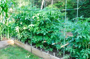 FRP Tomato Grape Climb Support <b>rods</b> /poles Fiberglass reinforced <b>plastic</b> stakes - Product Image 2