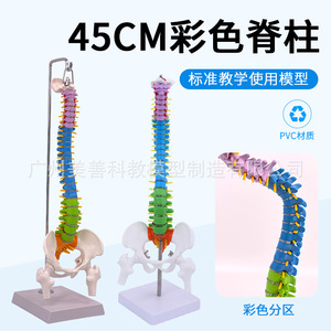Modelo de Columna Vertebral Humana de 45 cm con Pelvis, Fémur, Coxis, Vértebras Lumbares y Cervicales (Tipo Colgante) - Product Image 4