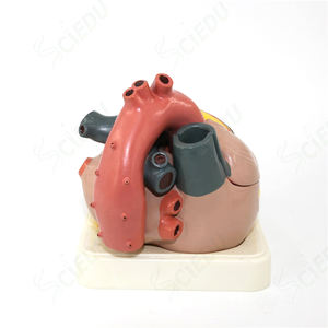 Modello di anatomia <span class=keywords><strong>del</strong></span> cuore grande di alta qualità modello di anatomia <span class=keywords><strong>del</strong></span> cuore umano in plastica medica soggetto di scienza medica modello di cuore di anatomia umana - Product Image 6