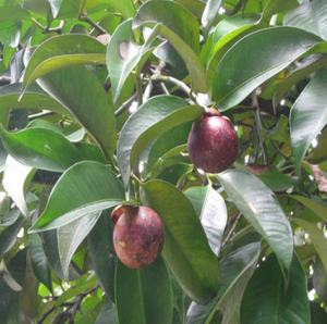 Garcinia Mangostana <span class=keywords><strong>Mangosteen</strong></span> ekstrak mangis gubuk PE Power <span class=keywords><strong>Mangosteen</strong></span> polifenol - Product Image 3