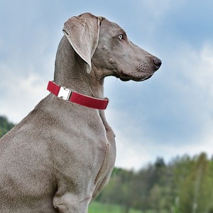 <span class=keywords><strong>Collar</strong></span> de perro martingala de fibra de cáñamo puro de fábrica directa <span class=keywords><strong>Collar</strong></span> de perro de cáñamo orgánico ecológico de cáñamo natural 100% - Product Image 6