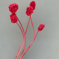 Großhandel für Heim- und Restaurantdekoration: Natürliche, konservierte Zwiebelkugel-Blume für Valentinstag und Muttertag