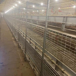 H loại gà lồng Gà Nuôi lồng để giữ gà lớp - Product Image 6