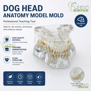 Modelo Transparente de Cráneo Canino con Dientes, Réplica Clara de Anatomía Dental de Mandíbula Canina para Enseñanza y Demostración Veterinaria - Product Image 6