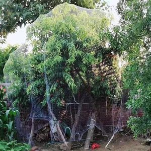 <span class=keywords><strong>Filet</strong></span> à <span class=keywords><strong>oiseaux</strong></span> résistant à l'érosion <span class=keywords><strong>Filet</strong></span> à <span class=keywords><strong>oiseaux</strong></span> blanc durable en nylon Transparent noué <span class=keywords><strong>Filet</strong></span> <span class=keywords><strong>anti</strong></span>-<span class=keywords><strong>oiseaux</strong></span> en plastique résistant aux UV pour fraises - Product Image 3