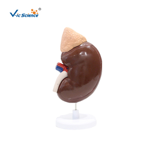 Modèle anatomique de rein agrandi 3 fois avec glande surrénalette pour l'éducation des patients en néphrologie - Product Image 6