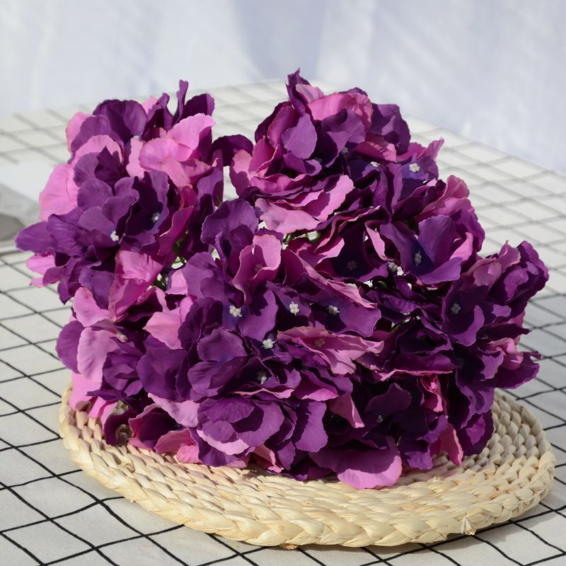 Violet bicolore