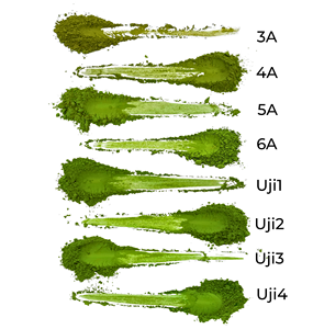 Matcha en Polvo con Alto Contenido Antioxidante - Fuente Más Rica de EGCG y Catequinas - Matcha Japonés Uji Orgánico de Grado Ceremonial - Product Image 5