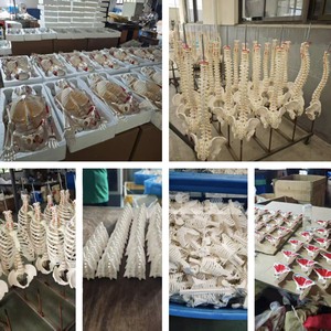 Modelo de Esqueleto Humano SCIEDU con 7 Vértebras Cervicales y Hueso Occipital, Recurso de Enseñanza para Entrenamiento Médico - Product Image 5