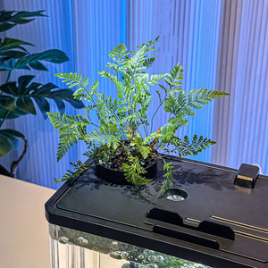 Mini Pecera Rectangular <span class=keywords><strong>de</strong></span> Acrílico, Acuario Transparente Moderno para Sala <span class=keywords><strong>de</strong></span> Estar y Oficina, con Embalaje en Caja - Product Image 4