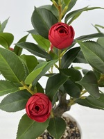 Lebensechte Kunst-Kamelie aus Polyester mit Echtem Gefühl, Topfpflanze mit Roten Knospen, Bonsai-Baum für den Tisch, Modern und Umweltfreundlich