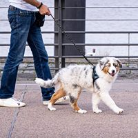 Laisse de traction pour chien en nylon tressé réfléchissant, robuste et résistante, avec poignée rembourrée, 5 pieds de long