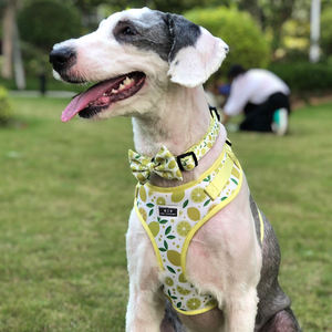 Arnés de Paseo para Perros de Estilo Lindo y Ajustable, Suministros para Mascotas, Suministros de Fábrica, Recreativo, para Perros Pequeños y Medianos - Product Image 2