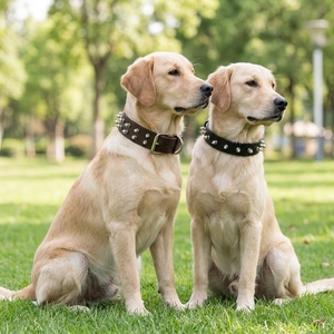Collar de <span class=keywords><strong>perro</strong></span> de cuero con tachuelas hecho a mano |   Equipo Táctico Anti-Mordidas para Mascotas |   Collar para <span class=keywords><strong>Perro</strong></span> Grande de Cuero Vacuno de Grano Completo |   Fábrica Confiable - Product Image 1