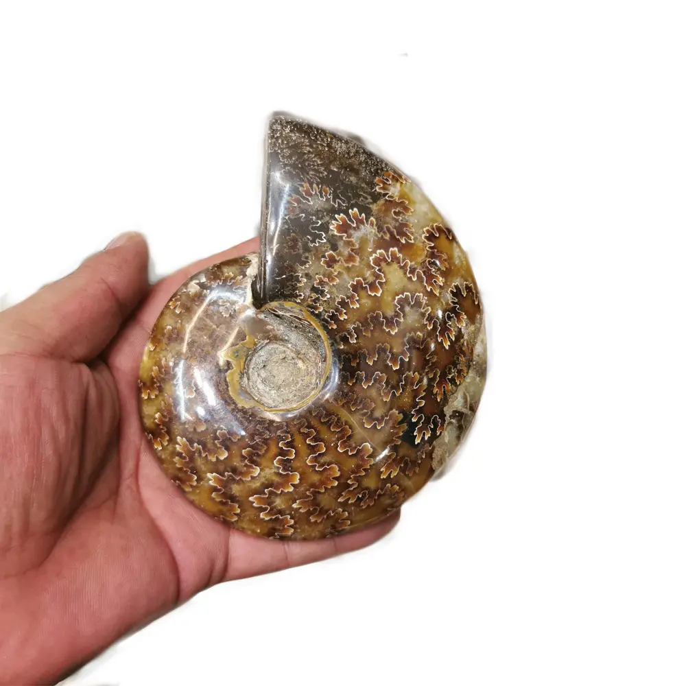 En gros de haute qualité cristal Naturel sculpté à la main conque ammonite fossiles d'escargot spécimen minéral