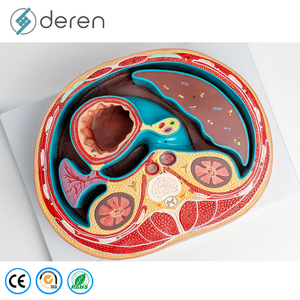 Modèle de section transversale de l'abdomen grandeur nature en PVC souple de qualité médicale, structures anatomiques détaillées pour l'étude des compétences cliniques - Product Image 3