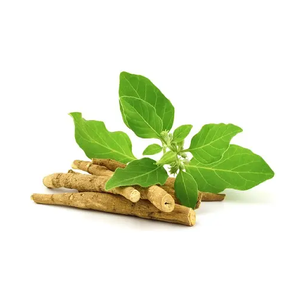ผงสกัดรากอัชวากันธาบริสุทธิ์สูง วิธาโนไลด์ 2.5% 5% 10% ขายส่ง - Product Image 1