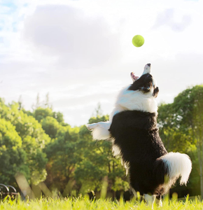 Toptan çevre dostu kauçuk özelleştirilmiş toksik olmayan çok renkli küçük tenis topları köpek Bite çiğnemek oyuncaklar için özel Logo - Product Image 5