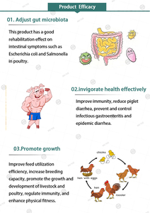Probióticos en Polvo para Animales, Probiótico para la Digestión Intestinal, Modificador del Estómago e Intestino para Cerdos, Probióticos para Ganado - Product Image 3