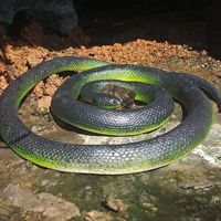 Serpiente de goma realista Serpiente de Mamba negra Juguete de serpiente decorativa de Halloween Prank de utilería de jardín