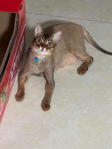 Venta al por mayor de cristal de lujo perro gato <span class=keywords><strong>Collar</strong></span> para Navidad y Halloween - Product Image 3