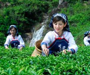 새로운 생산 높은 산 순수 대만 알리 산 우롱 차 - Product Image 6