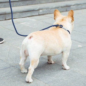 Tali anjing Slip mobil, tali latihan banyak tali anjing peliharaan - Product Image 5