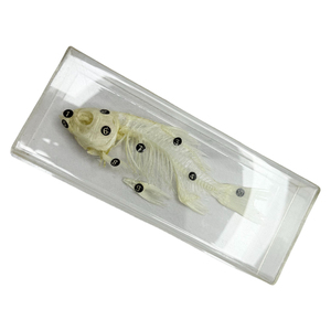 <span class=keywords><strong>Esqueleto</strong></span> <span class=keywords><strong>de</strong></span> pescado modelo bio laboratorio <span class=keywords><strong>de</strong></span> la escuela clase muestra enseñanza SIDA - Product Image 2