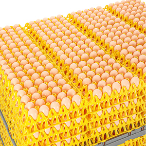 Sistema de Transporte de Huevos, Bandeja para Huevos, Sistema de Paletización para el Transporte de Huevos <span class=keywords><strong>Giordano</strong></span> - Product Image 5