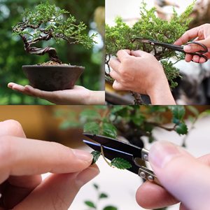 Bonsái de arce rojo japonés Premium, paquete de 5 plantas para suministros de jardín, bonsái de arce rojo japonés en crecimiento - Product Image 3