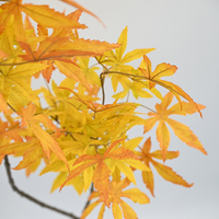 Bonsaï artificiel de 105 cm en forme de feuille naturelle, plante d'érable japonais d'extérieur avec couleurs d'automne, décoration de bureau, article en promotion