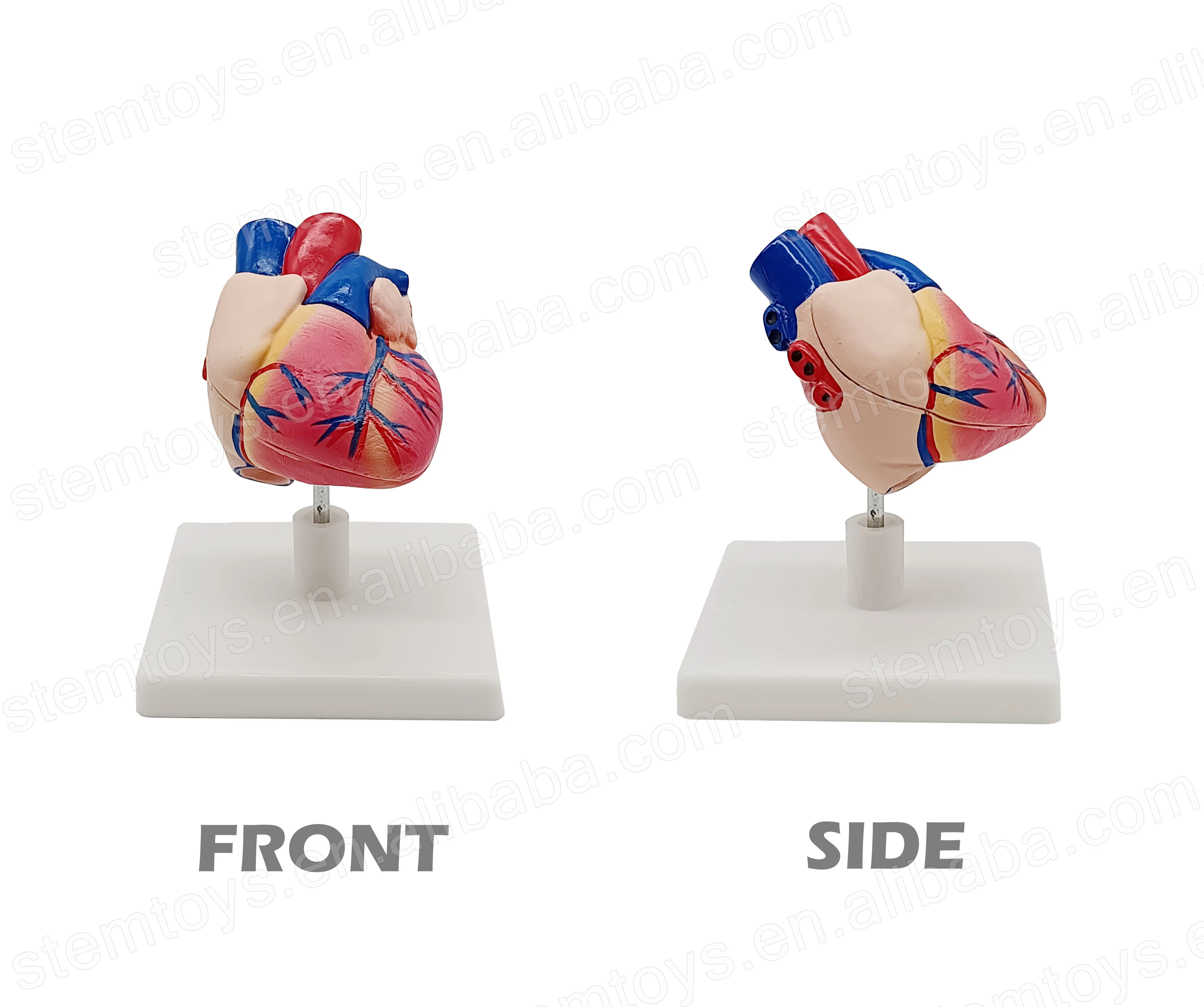 Anatomi İnsan kalp yaşam boyutu modeli sökülebilir kalp organ yapısı modeli öğretim için kök eğitim modeli okul çocukları için