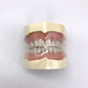 Modèle de dents d'étude HST-A5-01 type BF, modèle de bouche complète avec 28 dents, gencives souples, fixation par vis, sans articulateur - Product Image 3