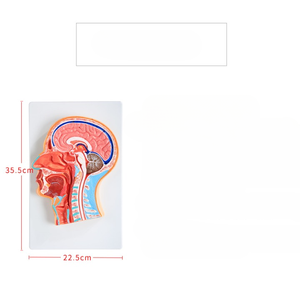 Midline <span class=keywords><strong>sagittal</strong></span> phần sọ não giảng dạy Mô hình giải phẫu - Product Image 2