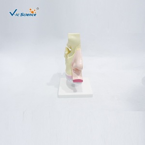 Modèle d'anatomie de la cavité nasale humaine ; structure de la bouche, du nez et de la gorge ; aides pédagogiques et de formation pour les étudiants en médecine. - Product Image 2