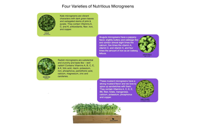 Kit de culture au sol biologique Greens Country Style avec 4 tapis suspendus, comprenant chou frisé, daikon, radis, arugula, <span class=keywords><strong>moutarde</strong></span> - Product Image 6