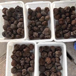 ซอสทรัฟเฟิลซูเมอเรียนสีดำคุณภาพสูงที่มีหลากหลายสเปคสามารถขายส่ง - Product Image 4