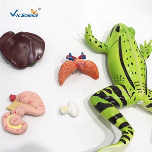 Modèle d'anatomie de grenouille VIC045, modèle animal, modèle pédagogique d'anatomie biologique - Product Image 4