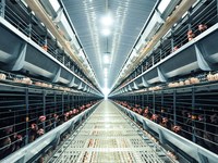 Nouvelles conditions pour l'équipement d'élevage avicole entièrement automatique en acier galvanisé de type H - Cage à batterie de niveau H pour poules pondeuses
