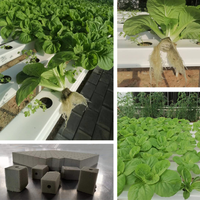 Media Perkecambahan Busa Hidroponik untuk Pembibitan Tanaman Sayuran, Herbal, dan Bunga