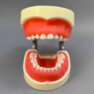 Modèle dentaire pédiatrique pour enfants avec gencives souples et mâchoire - Product Image 6