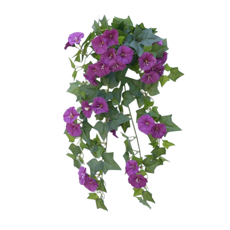 Gloire du matin (violet)