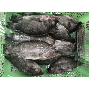 ผู้จัดจำหน่ายปลานิล BQF จากประเทศจีน ขนาด 300-500 กรัม 500-800 กรัม 800 กรัมขึ้นไป - Product Image 3
