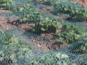 Thêm sức mạnh Polyethylene chống chim lưới lưới nông nghiệp sản phẩm nhựa cho vườn cây ăn quả bảo vệ chống lại các loài chim - Product Image 3