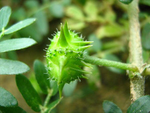 طبيعي نقي اشتري خلاصة تريبولوس تيريستروس تريبولوس-أرضي-مسحوق-مستخرج تريبولوس تيريستروس (صبونين) - Product Image 3