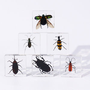 Venta al por mayor de fábrica, resina, diferentes especímenes de insectos reales, Kit todo en uno, juguetes educativos para niños, aprendizaje en el hogar - Product Image 4