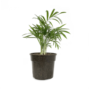 Macetas de cultivo duraderas Pioneera Dia de 10cm, macetas ecológicas de fibra para plantas, macetas biodegradables para plantas, maceta para balcón - Product Image 6